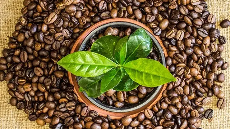 coffee sustainability